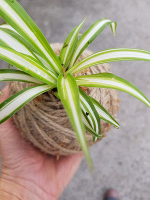 Mini Foliage Kokedama