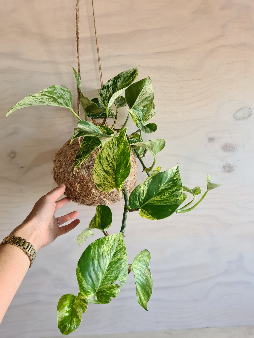 Marble Queen Kokedama